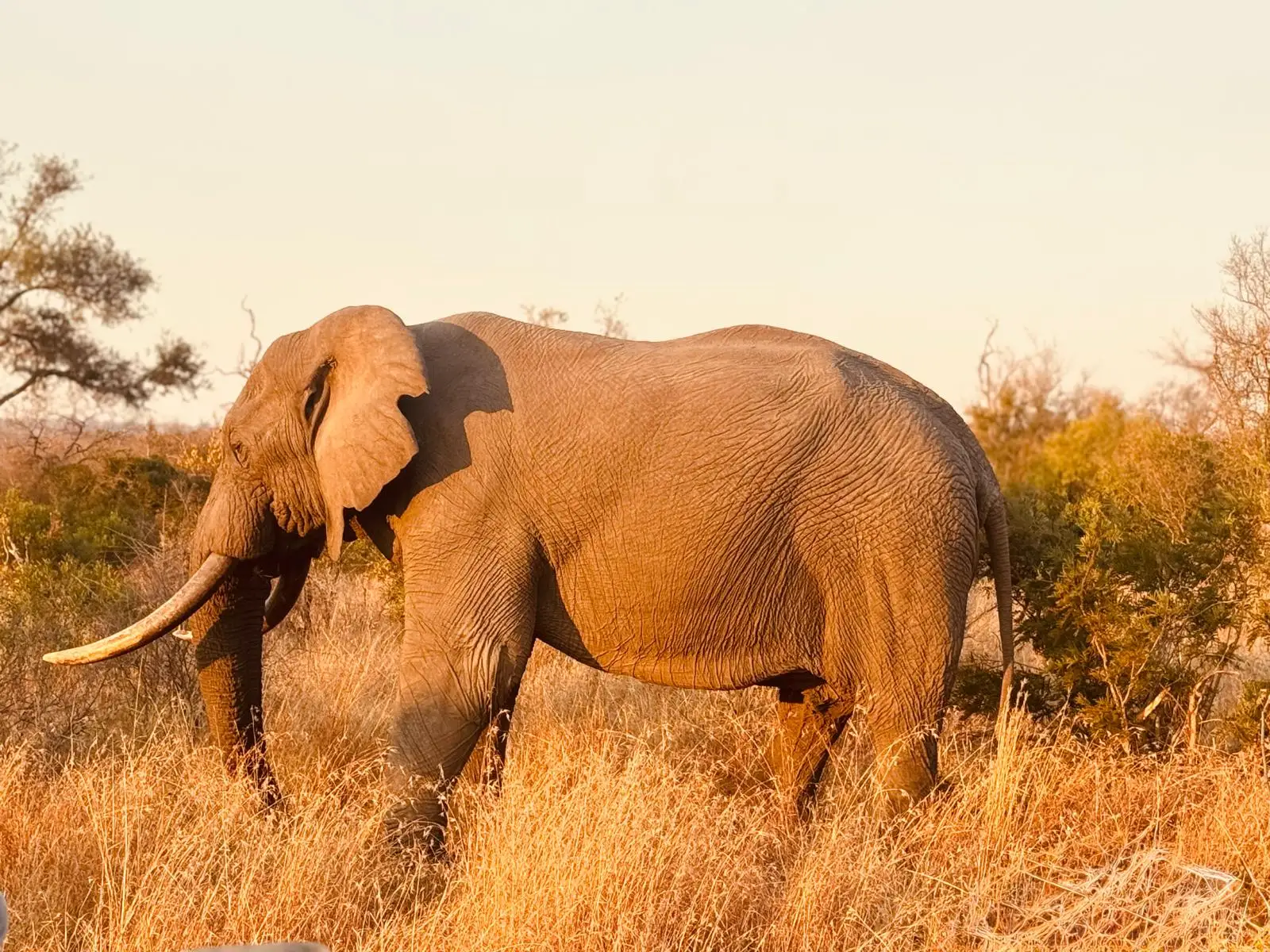 This American family is creating lifelong memories at Sabi Sabi while experiencing the very best of an African safari.
